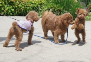 dog dance