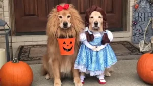 dog halloween