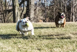 fetch