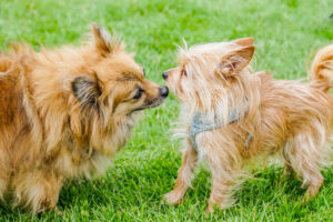 Toy dogs kissing for Valentine's Day.