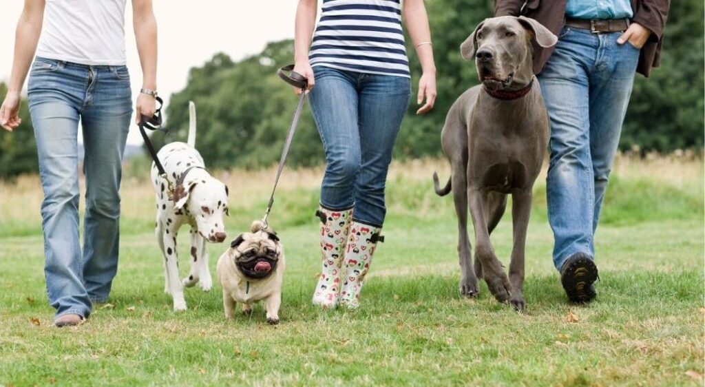 PupMeet's daily meet up with those 3 beautiful dogs