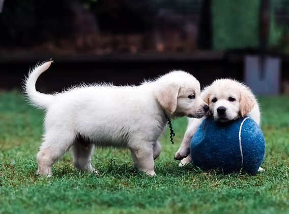 Dogs socializing in a Vancouver Park